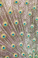 Image showing Peacock feathers background