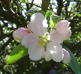 Image showing Apple Blossom on the Tree