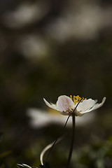 Image showing wood anemone