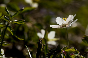 Image showing wood anemone