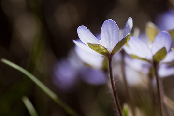 Image showing hepatica nobilis