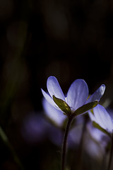 Image showing blue anemone