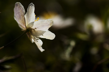 Image showing anemone nemorosa