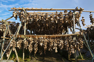 Image showing Traditional stock fish in Norway