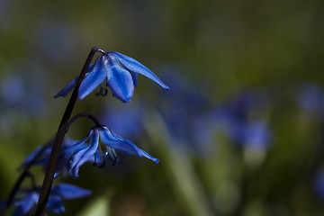 Image showing scilla