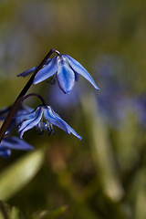 Image showing scilla