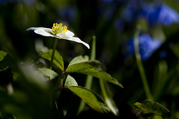 Image showing anemone nemorosa