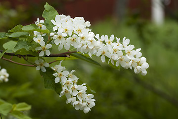 Image showing bird cherry