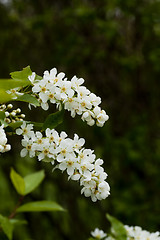 Image showing hackberry