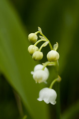 Image showing lily of the valley