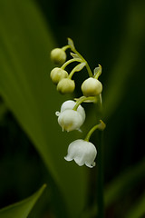 Image showing lily of the valley