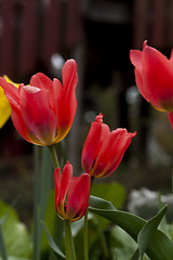 Image showing tulips