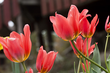 Image showing tulips