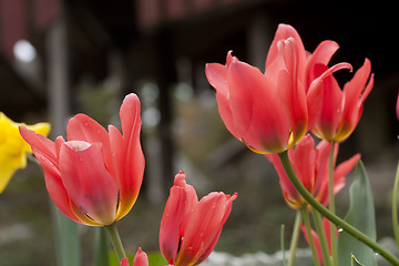 Image showing tulips