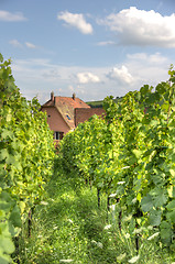 Image showing Alsace landscape and vinewyard