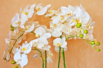 Image showing white orchid