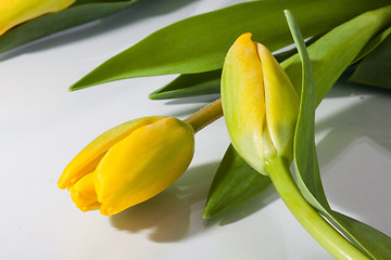 Image showing Yellow tulip