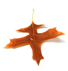 Image showing Autumn oak leaf