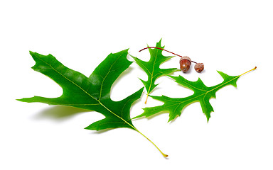 Image showing Green oak leaves and acorns