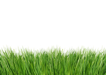 Image showing Green grass