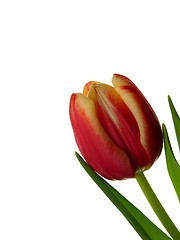 Image showing Tulip