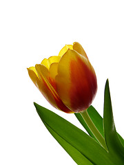 Image showing Tulip