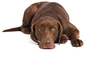 Image showing labrador retriever on white background