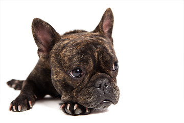 Image showing french bulldog portrait - isolated on white