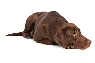 Image showing Labrador retriever on white background