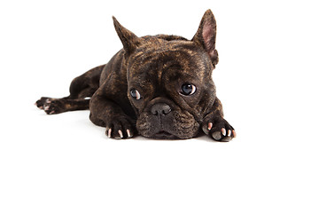 Image showing french bulldog portrait - isolated on white