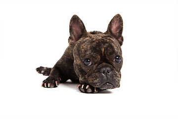 Image showing  french bulldog portrait - isolated on white