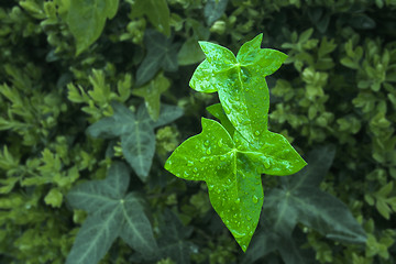 Image showing Ivy leaves emerging in Spring