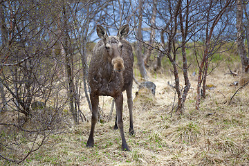 Image showing Wild Moose