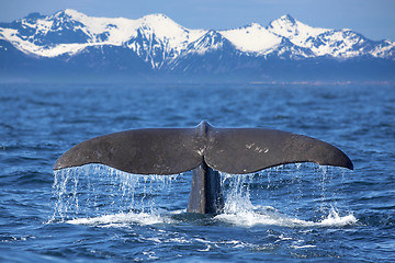 Image showing Whale tail