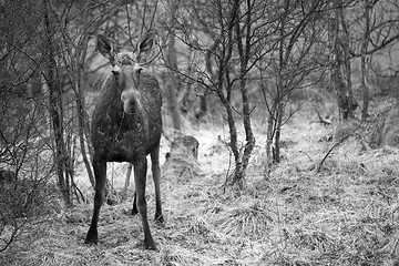 Image showing Wild Moose