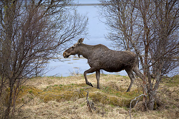 Image showing Wild Moose