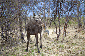 Image showing Wild Moose