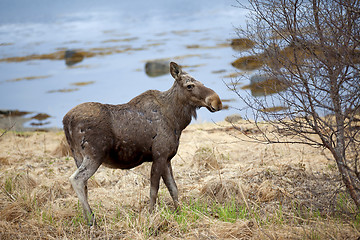 Image showing Wild Moose