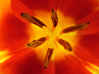 Image showing Tulip