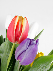 Image showing Tulips