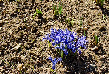 Image showing spring dwarf blue iris flower growing garden soil 