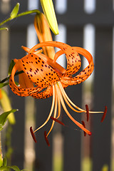 Image showing Garden lily