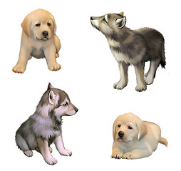 Image showing cute little puppies of yellow labrador retriever and siberian husky. isolated illustration on white background