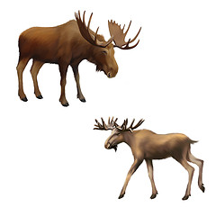 Image showing Adult moose without horns,  Isolated Illustration on white background.