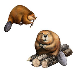 Image showing Adult Beaver sitting at logs.  Isolated Illustration on white background.