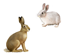 Image showing White Rabbit sitting, Gray hare. Isolated illustration