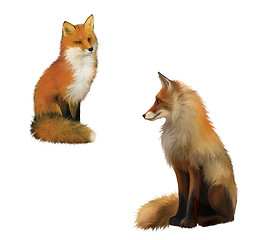 Image showing Adult shaggy red Fox sittng with big fluffy tail.  Isolated Illustration on white background.