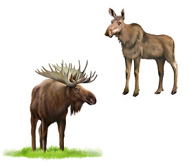 Image showing Adult moose with big horns and without, Isolated Illustration on white background.