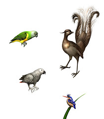Image showing Exotic birds: budgies,Grey Parrot, green Parrot and lyrebird.