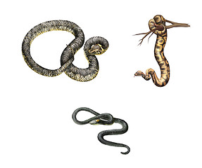 Image showing Big Ground Snake (Atractus major), adder, Isolated on white